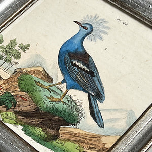 Blue Bird Original Hand-Colored French Engraving Vintage Art