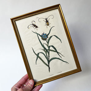 Spiderwort (Tradescantia) Flower and Two Beetles Original Hand-Colored French Engraving in Vintage Frame