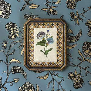 Quamoclit Convolvulus (cypressvine morning glory) - Original Hand-Colored Copperplate Engraving in Vintage Frame