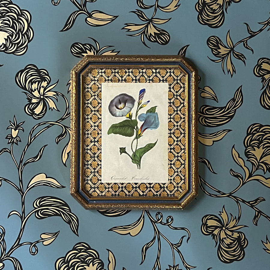 Quamoclit Convolvulus (cypressvine morning glory) - Original Hand-Colored Copperplate Engraving in Vintage Frame