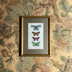 Four Butterflies (Papillons)- Original Hand-Colored French Engraving in Vintage Frame