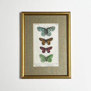 Four Butterflies (Papillons)- Original Hand-Colored French Engraving in Vintage Frame