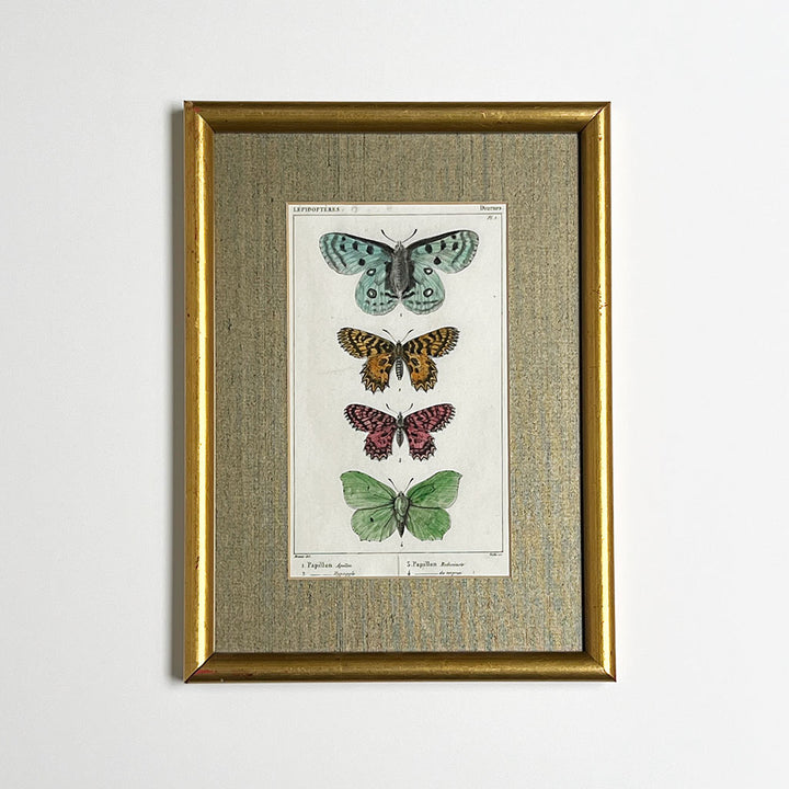 Four Butterflies (Papillons)- Original Hand-Colored French Engraving in Vintage Frame