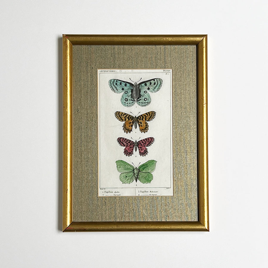 Four Butterflies (Papillons)- Original Hand-Colored French Engraving in Vintage Frame