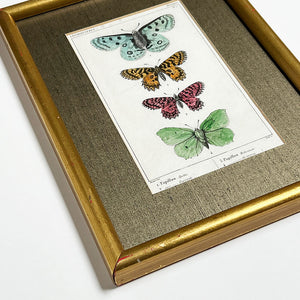 Four Butterflies (Papillons)- Original Hand-Colored French Engraving in Vintage Frame