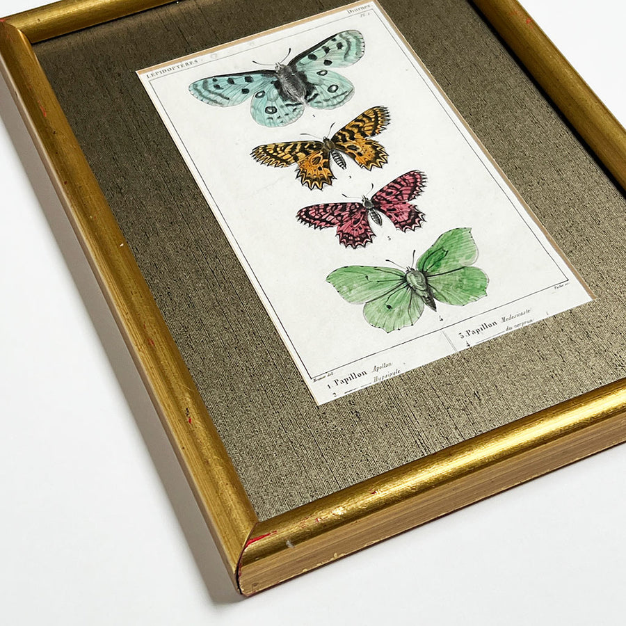 Four Butterflies (Papillons)- Original Hand-Colored French Engraving in Vintage Frame