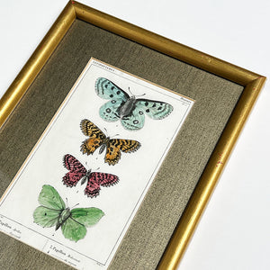 Four Butterflies (Papillons)- Original Hand-Colored French Engraving in Vintage Frame