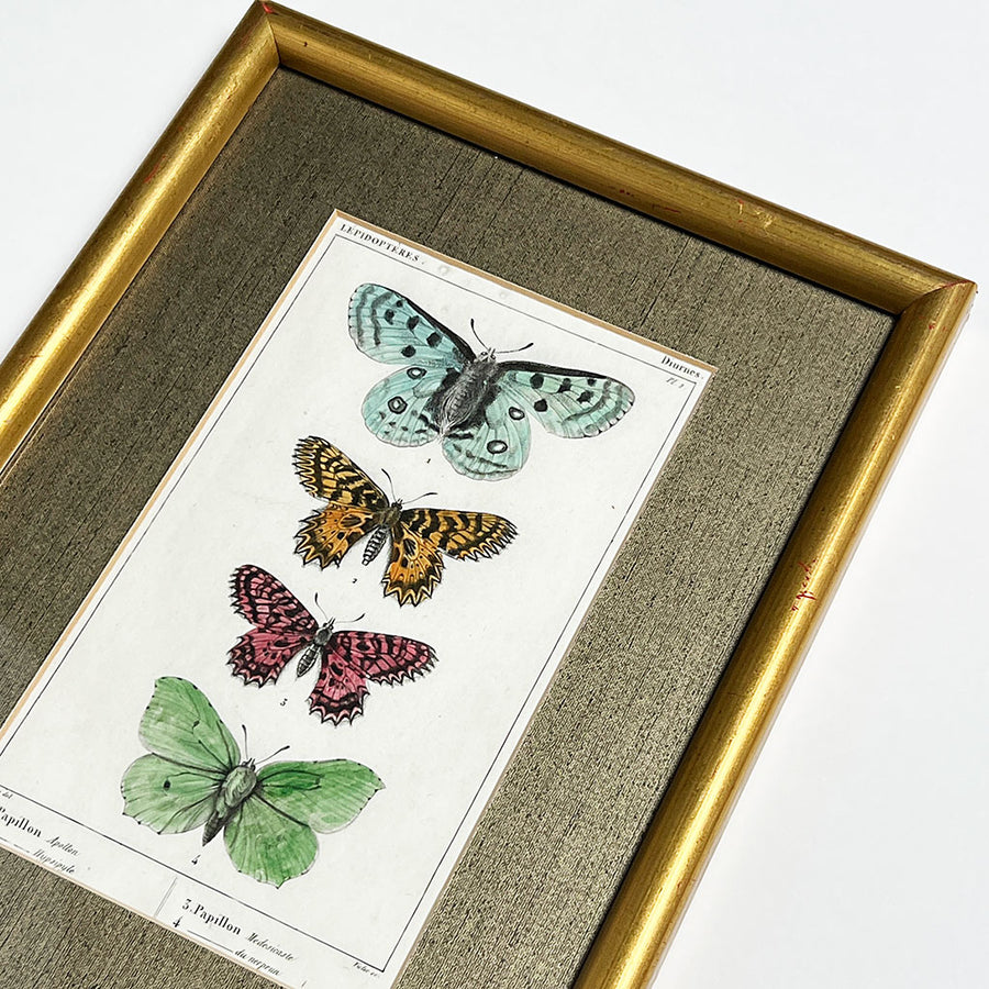 Four Butterflies (Papillons)- Original Hand-Colored French Engraving in Vintage Frame