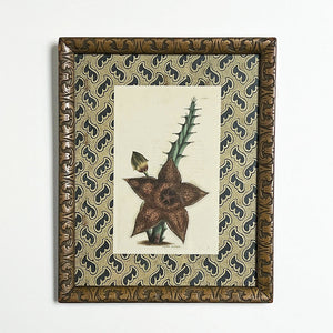 Stapelia Moschata (starfish flower) - Original Hand-Colored Copperplate Engraving in Vintage Frame