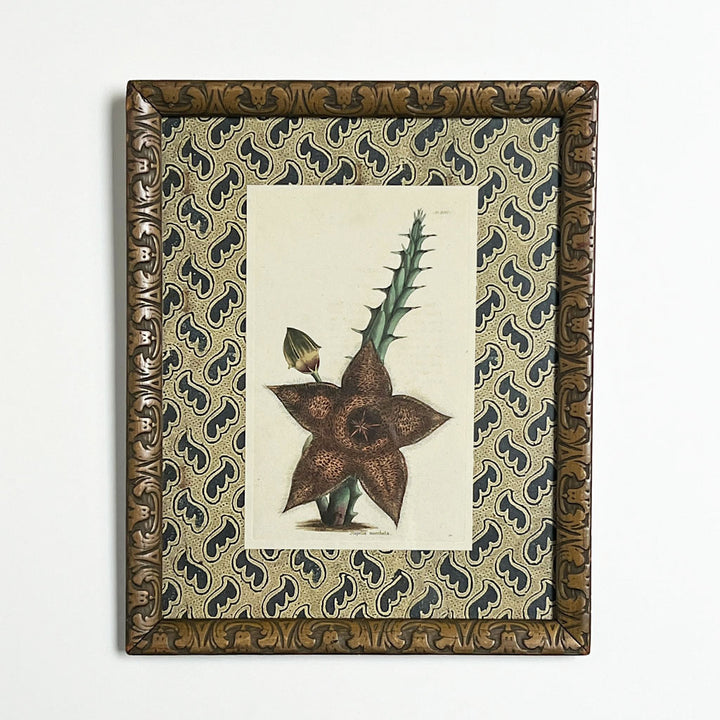 Stapelia Moschata (starfish flower) - Original Hand-Colored Copperplate Engraving in Vintage Frame