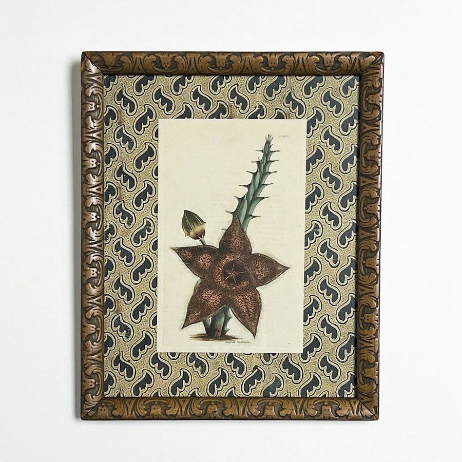 Stapelia Moschata (starfish flower) - Original Hand-Colored Copperplate Engraving in Vintage Frame