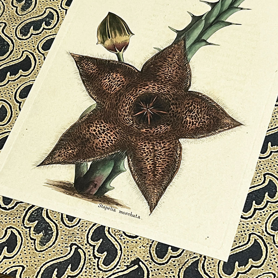 Stapelia Moschata (starfish flower) - Original Hand-Colored Copperplate Engraving in Vintage Frame