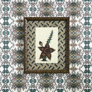 Stapelia Moschata (starfish flower) - Original Hand-Colored Copperplate Engraving in Vintage Frame