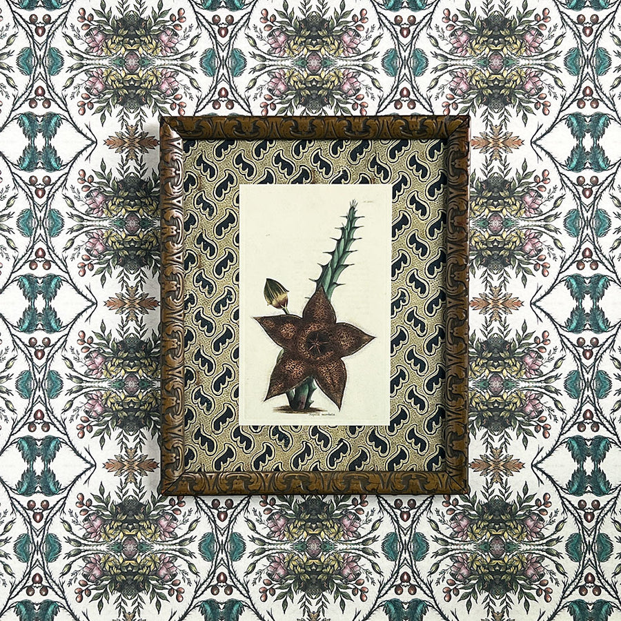 Stapelia Moschata (starfish flower) - Original Hand-Colored Copperplate Engraving in Vintage Frame