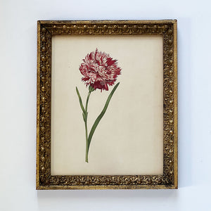 Dianthus Carnation Bloom & Stem Original Vintage Lithograph in Victorian Wood Frame