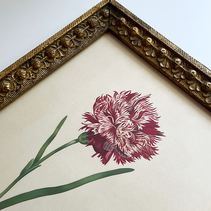 Dianthus Carnation Bloom & Stem Original Vintage Lithograph in Victorian Wood Frame
