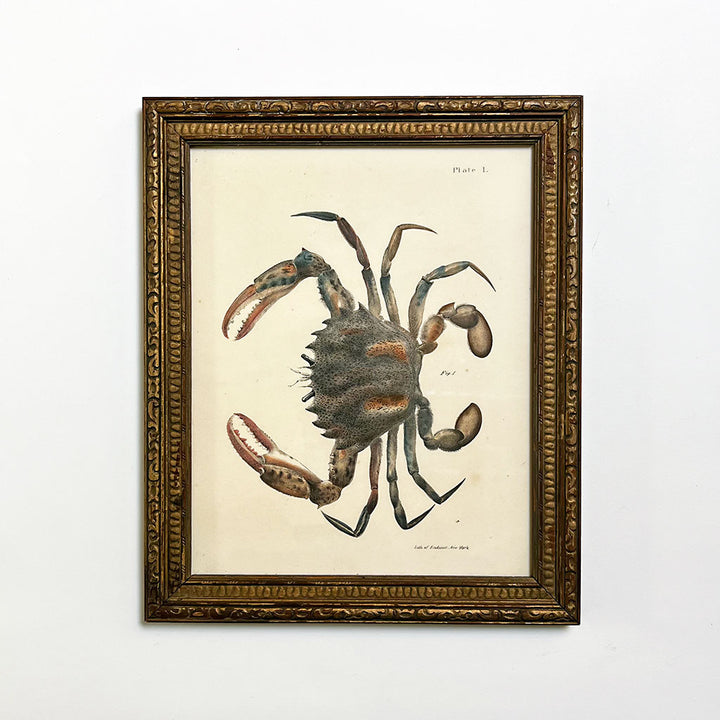 Crab Original Hand-Colored Lithograph in Vintage Frame