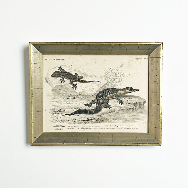 Crocodile & Gecko - Original Hand-Colored Engraving in Vintage Frame