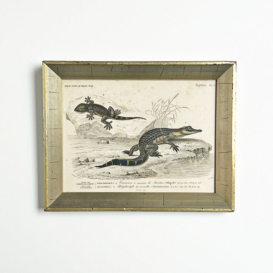 Crocodile & Gecko - Original Hand-Colored Engraving in Vintage Frame