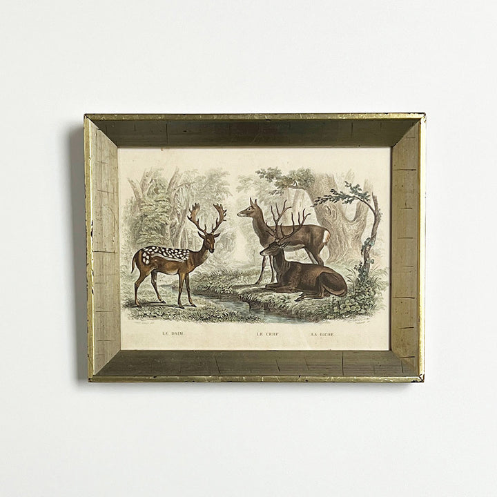 Deer Family - Original Hand-Colored Engraving in Vintage Frame