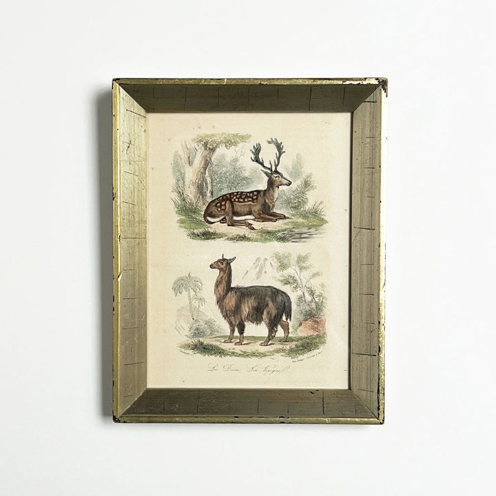 Deer & Vicuña - Original Hand-Colored Engraving in Vintage Frame