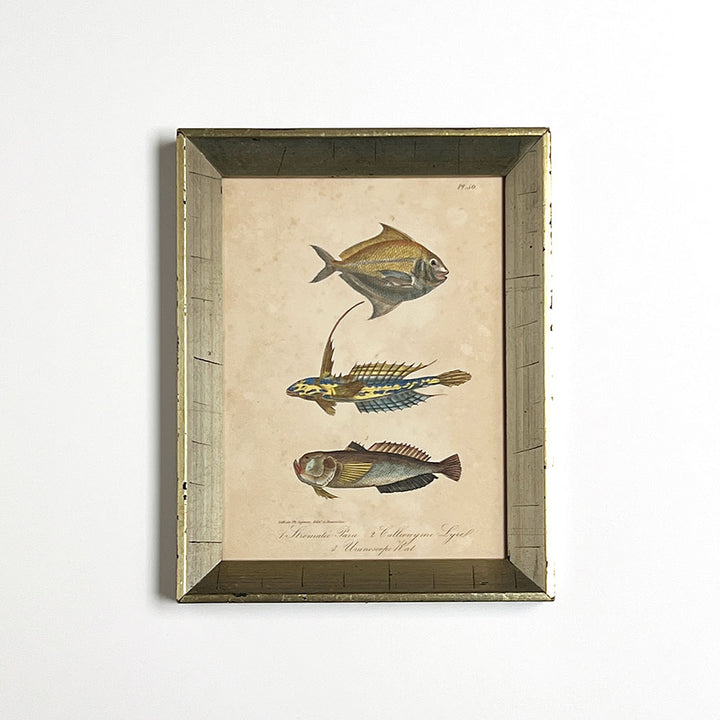 Three Fish Original Hand-Colored Belgian Lithograph in Vintage Frame