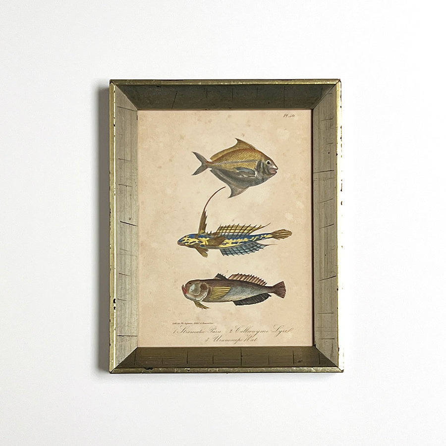 Three Fish Original Hand-Colored Belgian Lithograph in Vintage Frame