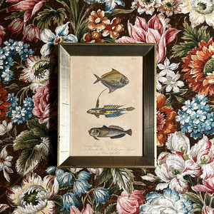 Three Fish Original Hand-Colored Belgian Lithograph in Vintage Frame