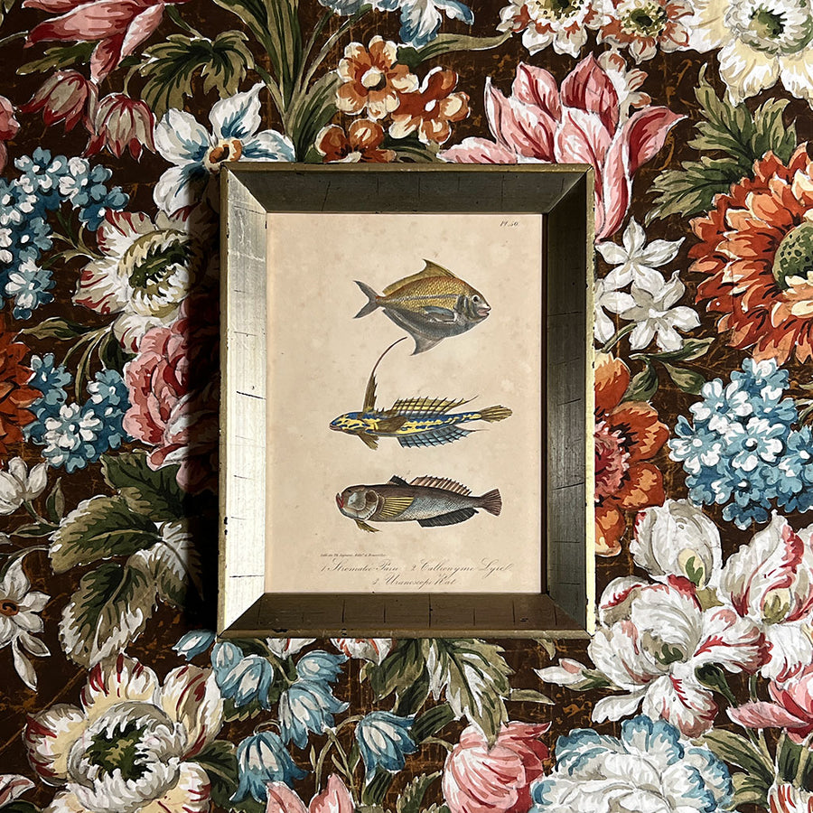 Three Fish Original Hand-Colored Belgian Lithograph in Vintage Frame