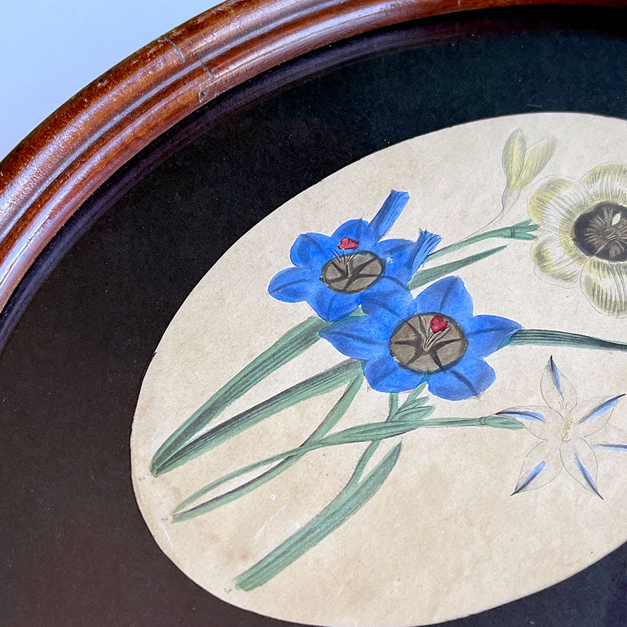 Original Hand-Colored Floral Study Engraving in Vintage Oval Frame
