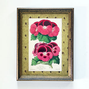 Geramums (geraniums) - Original Hand-Colored Lithograph in Vintage Frame