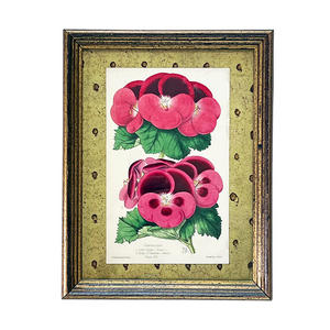 Geramums (geraniums) - Original Hand-Colored Lithograph in Vintage Frame