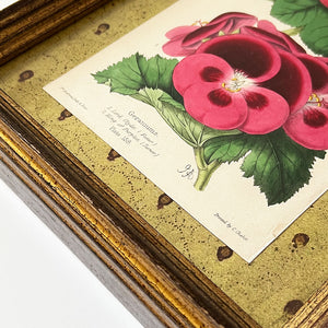 Geramums (geraniums) - Original Hand-Colored Lithograph in Vintage Frame
