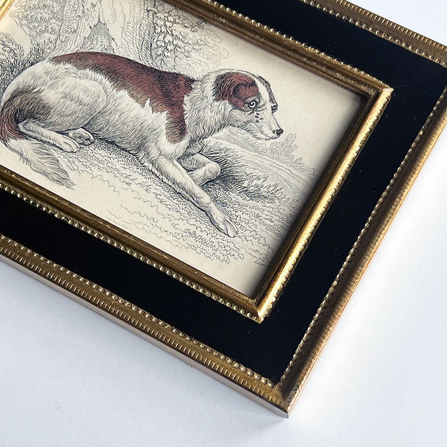 Boar Hound of Germany Original Hand-Colored French Engraving Vintage Art