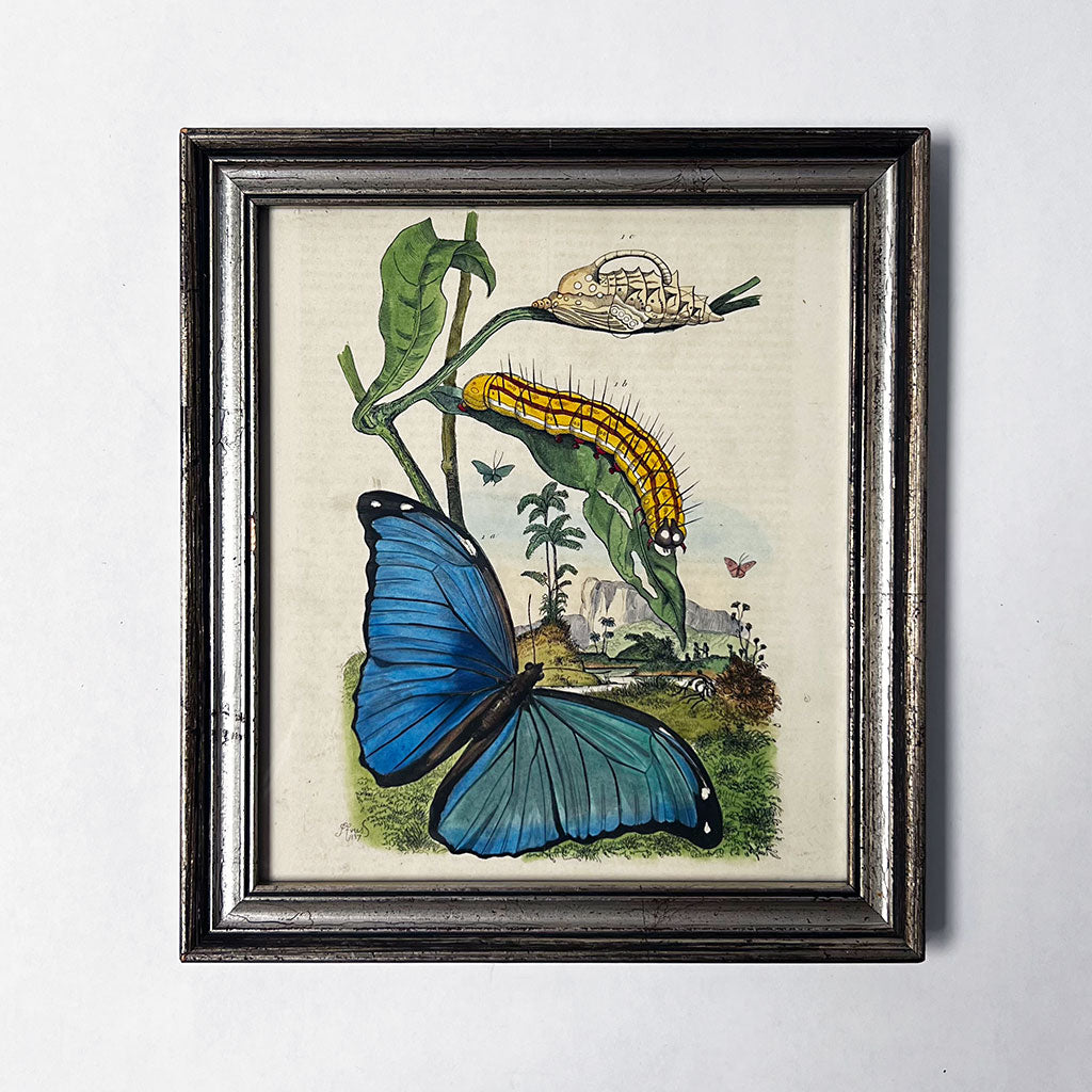 Landscape with Large Blue Butterfly Original Hand-Colored French Engra ...