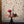 Trellis (Parchment) Wallpaper