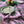 PATCH NYC Hawthorn Garden Peony Linen Napkins (Set of 4)