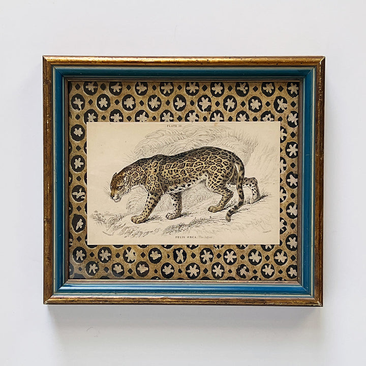 Felis Onca (The Jaguar)- Original Hand-Colored Engraving in Vintage Frame