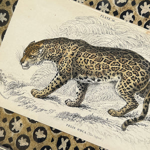 Felis Onca (The Jaguar)- Original Hand-Colored Engraving in Vintage Frame
