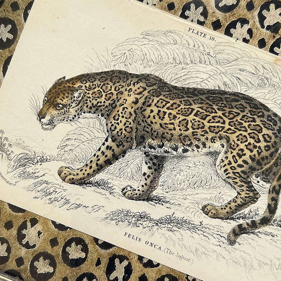 Felis Onca (The Jaguar)- Original Hand-Colored Engraving in Vintage Frame