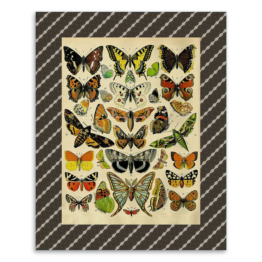 PATCH NYC Mixed Butterfly Specimens (Papillons) Fine Art Print