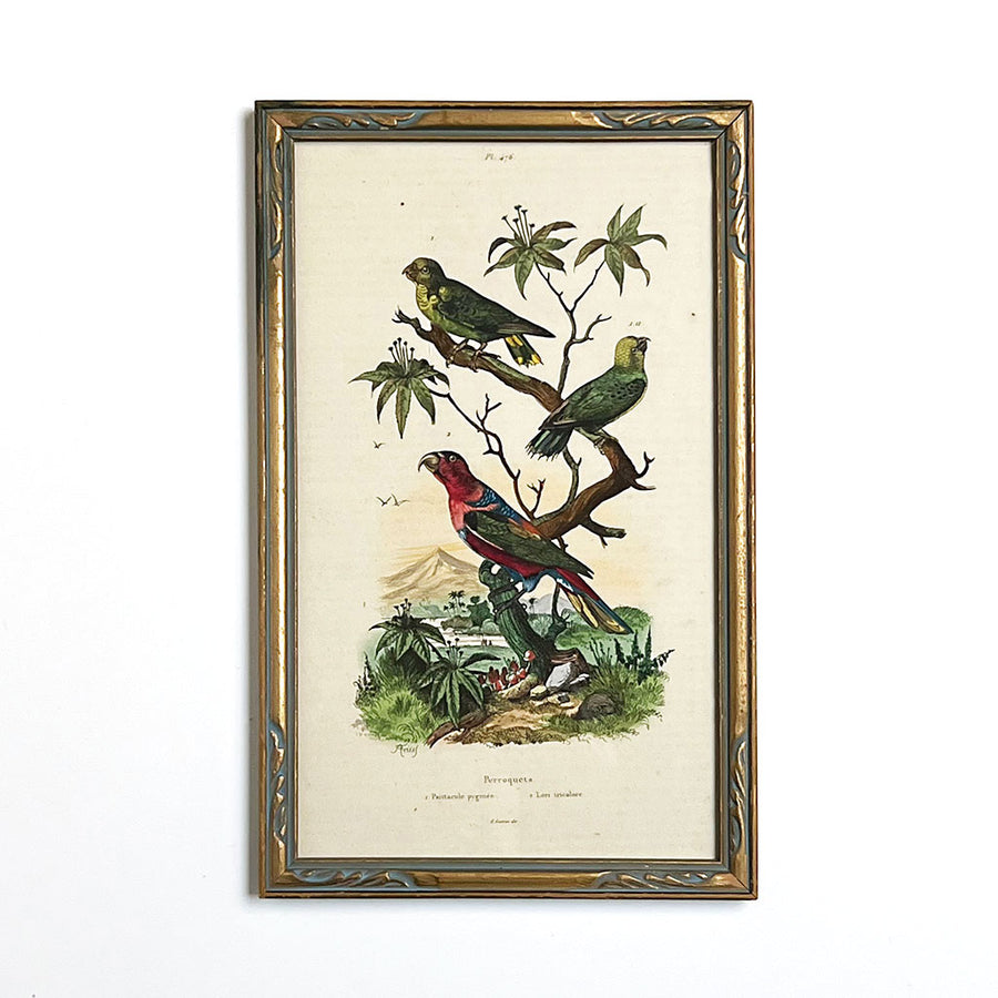 Landscape with Parakeets Original Hand-Colored French Engraving in Vintage Frame