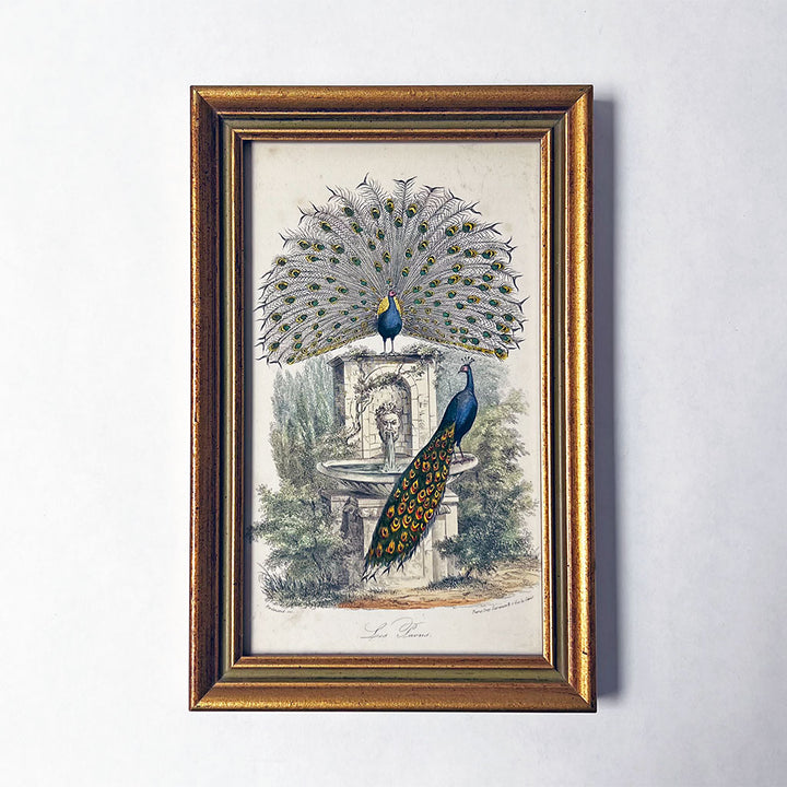 Les Paons (The Peacocks) Original Hand-Colored French Engraving in Vintage Frame