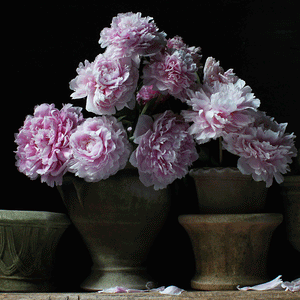 John Ross Still Life with Peonies in Clay Pots