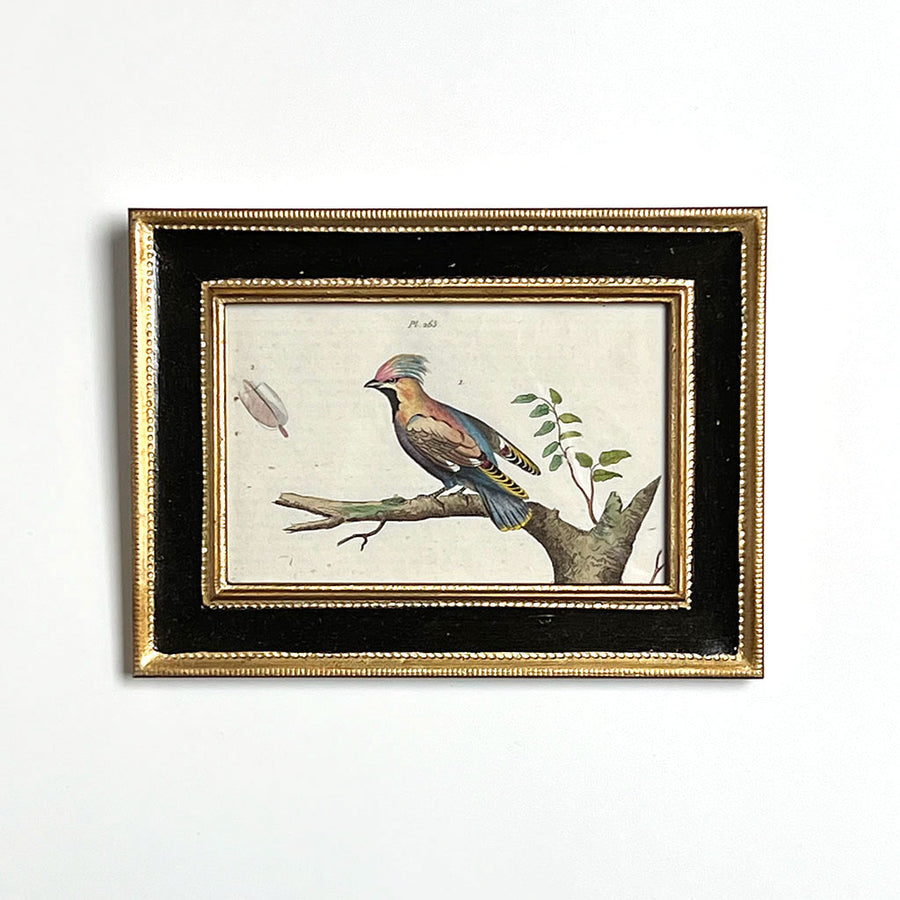 Multi Color Bird Original Hand-Colored French Engraving Vintage Art