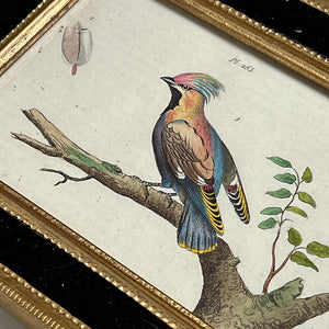 Multi Color Bird Original Hand-Colored French Engraving Vintage Art