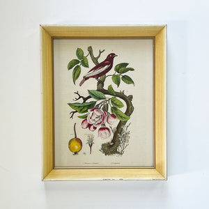 Pommier & Pompadour (apple & Pompadour Contiga)- Original Hand-Colored Engraving in Vintage Frame