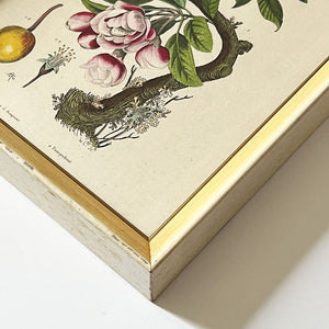 Pommier & Pompadour (apple & Pompadour Contiga)- Original Hand-Colored Engraving in Vintage Frame