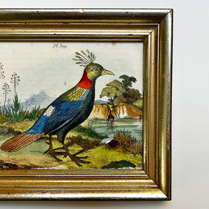 Exotic Bird in a Landscape Original Hand-Colored French Engraving in Vintage Frame