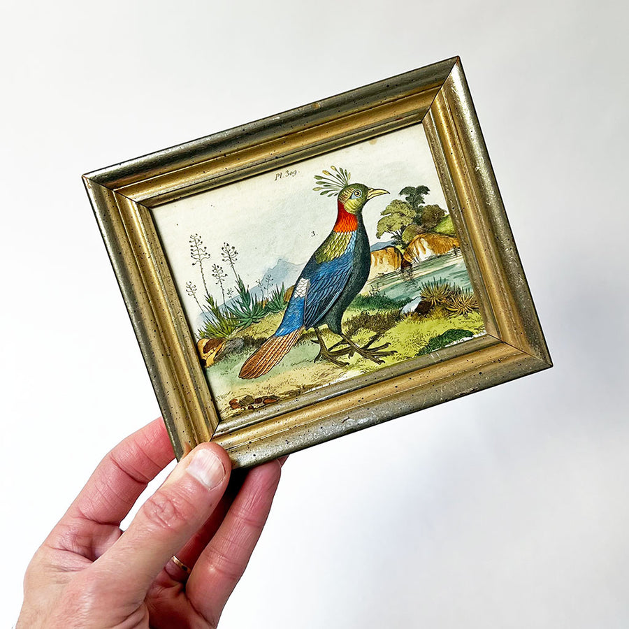 Exotic Bird in a Landscape Original Hand-Colored French Engraving in Vintage Frame